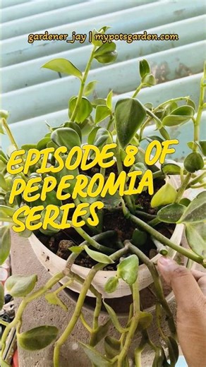 Peperomia Sunlight Needs 🌿 (Why Mine Thrives) #peperomia #mypotsgarden #plantcare