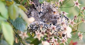 Birds nest, European goldfinch nest with chicks in UK garden