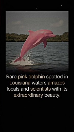 Rare Pink Dolphin Spotted — Unbelievable Nature! 🐬💗