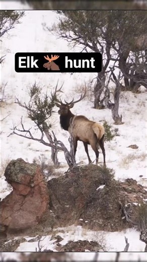 Epic Big Bull Elk Hunt #elkhunt #hunting #huntingshorts