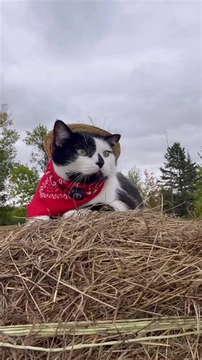 Join Jack Spicer’s Kitty Cat Cowboy Adventure