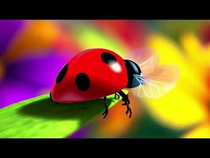 Little Red Lady Bug Learning colors early learn