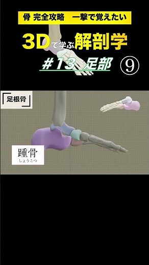 一撃で覚えたい！足部★超復習【3Dで学ぶ解剖学】足の構造とアーチの重要性を理解しよう！ #扁平足 #足部 #足底腱膜炎