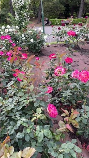 【2026年5月3日最新】鶴舞公園のバラ園が見頃！GWのお出かけに最高すぎる開花状況🌸