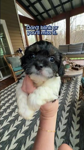 Cavapoo Puppy Growth From 3 weeks to 2 months