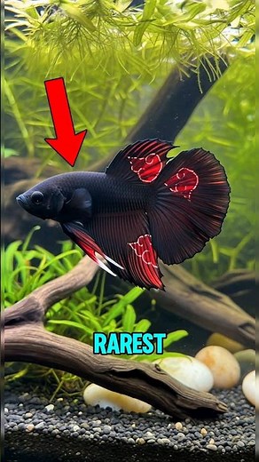Top 5 Rarest Fish Ever Found on Earth That Actually Exist! 😱