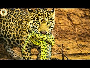 Jungles Survival of the Fittest Full Episode Hostile Planet | Wildlife Documentary Hub