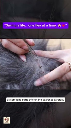 “Dog Flea Infestation Removal | Hundreds of Fleas Found Under Thick Fur”