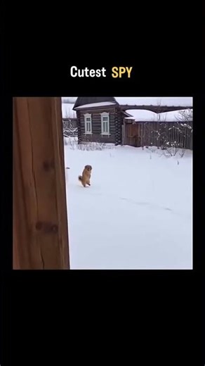 Cutest spy 🕵️‍♂️ 😍 💖