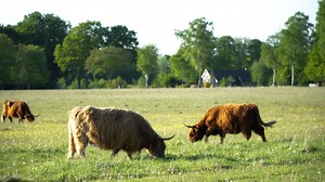 Cow, Highland, Calf, Livestock