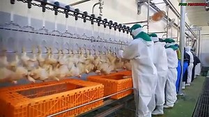 Amazing Chicken Meat Processing Technology