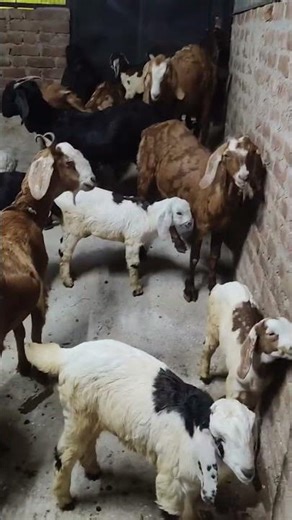 Welcome to our Goat Selling Business