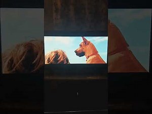 Marmaduke Surf Competition