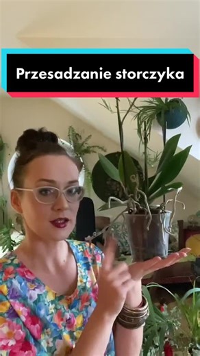 Przesadzanie storczyka - Poradnik Roślinny