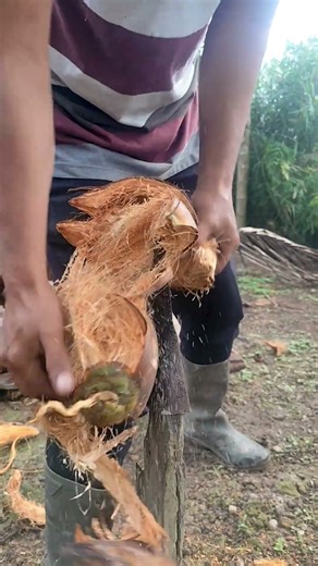 A simple way to peel a coconut