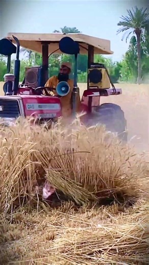 reliable agricultural machinery that is right for harvesting wheat quickly #shorts