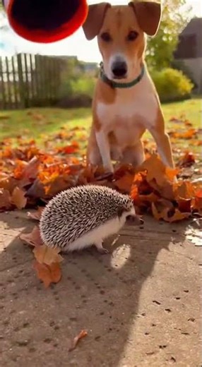 Witness the Hedgehog's Perfect Roll.😂 🦔 #hedgehog #dog #funny #cute #foryou #animals