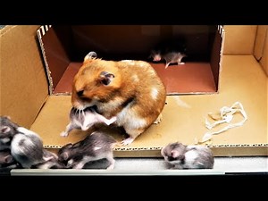 子ハムの新居を建てて引っ越しした直後、ママハムが子供を、、、