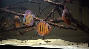 18K views · 1.9K reactions | TIP: keep notes about your fish tank to stay on top of things!  Keeping track of water changes, plant trimming, the introduction of new fish, water test results and more in your phone or in a notebook is a great way to stay up-to-date on maintenance and to help diagnose any issues your fish tank may encounter! | Fluval | Facebook