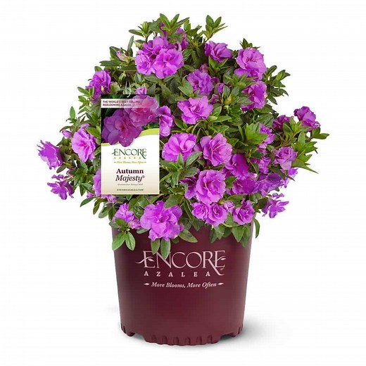 Autumn Majesty Encore Azalea | Purple Azalea
