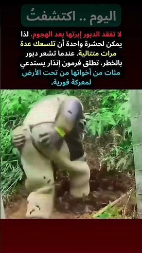 هل تعلم لماذا قد يهاجمك أكثر من دبور دفعة واحدة؟