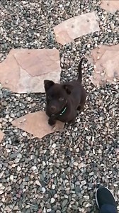 Cutest. Fail. EVER!!! 🤣💥🐶 | The Pet Collective