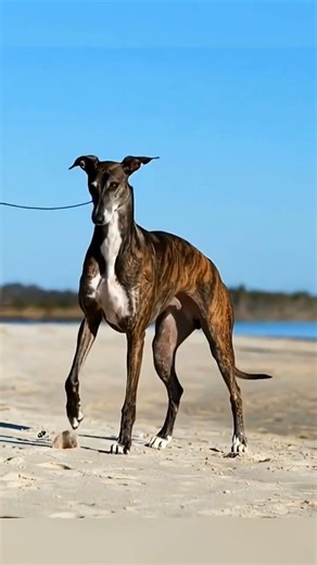कुत्तों का हुसैन बोल्ट Greyhound Speed