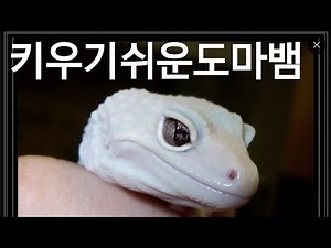 키우기 쉬운 도마뱀 종류