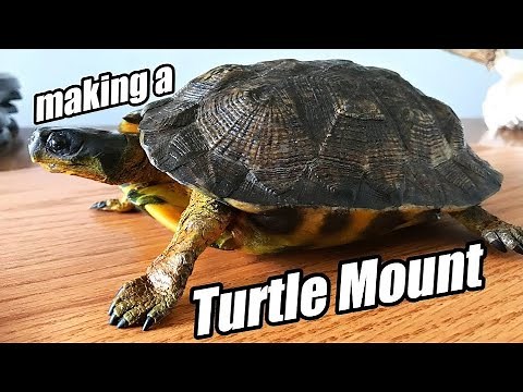 How To Mount A Turtle