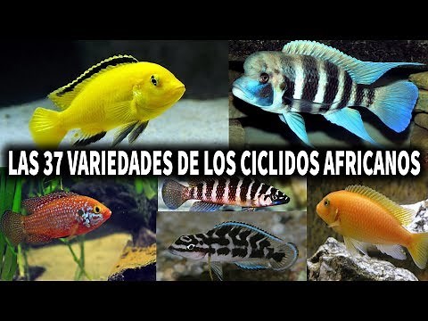 LAS 37 VARIEDADES DE LOS CICLIDOS AFRICANOS | PEZ CICLIDO | AcuariosLP