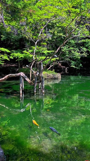 栃木の弁天池と大平山での撮影方法