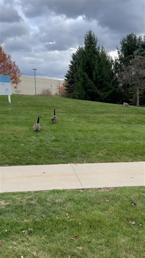 Finally seen some geese up here. Was gonna wrangle up a few of them, but they like a gang and looked like they were ready for a fight🤣🤣 | Stone Christopher