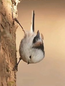 19K views · 41 reactions | chim đuôi dài phương bắc | Adulto Radiante | Facebook