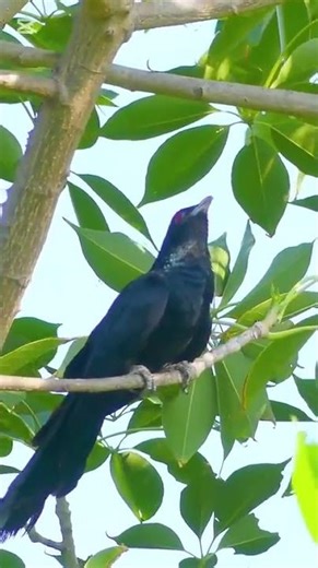 Why the Asian Koel's Call is Nature's Alarm Clock