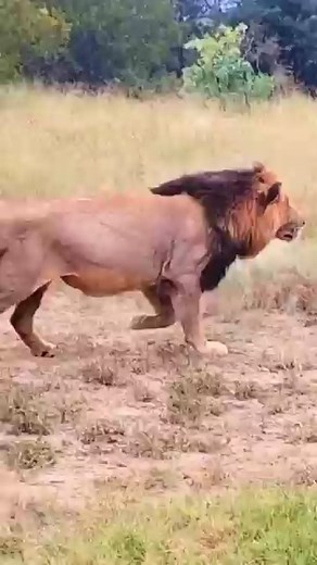 109K views · 941 reactions | Wild Animals on Reels | Facebook