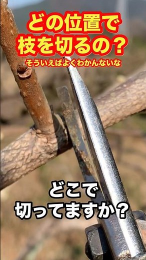 🎉200,000 views! I understand that you need to cut branches when pruning, but where's the best pla...