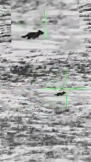 Wolf #hunting #wolves #wolfhunting