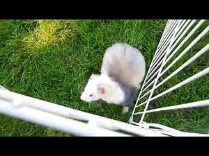 Ferrets For Sale On Display ! (1)