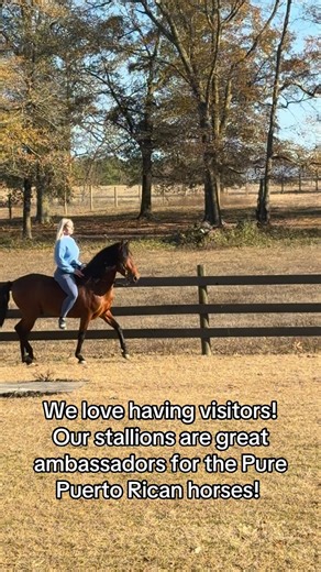 Our stallions are great ambassadors for the Pure Puerto Rican Paso Fino!#palmettopridepasofinofarm #pasofino #horselife #horselover #gaitedhorse #horse #puertorican #paso #fyp #trend | Palmetto Pride Paso Fino Farm