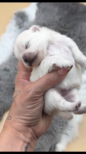 Okami 🐺#wolfsable #pomeranian #stunning #Beauty | Stoners Pomeranians