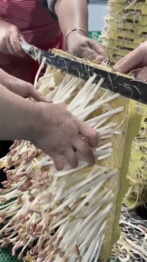 Peanut Sprout Management | Bud Cutting Process