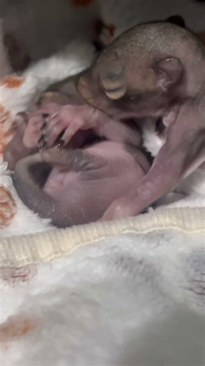 Tiny Baby Squirrel Sleeps While Sister Can’t Settle Down - 2 Weeks Old #squirrels #babysquirrels