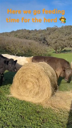 Feeding Time! Watch the Herd Go Crazy! 🌾🐂