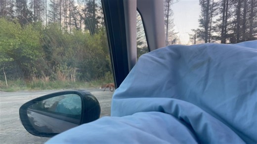 Manga Pilgrim goes after the Fox