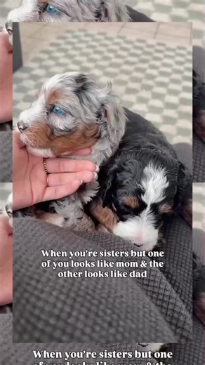 Exploring the Unique Traits of Mini Bernedoodles