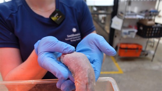 Calling all early learners and their caregivers! Register now for a FUN and ENERGETIC virtual field trip this Thursday at 2 PM ET! Learn about community helpers with the National Zoo's naked mole-rats and beavers. Can't attend live? We encourage you to still sign up to receive the program recording and corresponding activities directly to your inbox. See you soon! REGISTER: https://s.si.edu/44a91O4 | Smithsonian’s National Zoo and Conservation Biology Institute