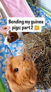 It's been a roller coaster! 😬😵‍💫 Trying to bond a fear-aggressive piggy is no joke but these two have come so far ❤❤️ At least Mabel doesn't cause me any trouble 😅 #guineapigs #guineapiglife #pets #guineapigbonding | Ohmyguinea