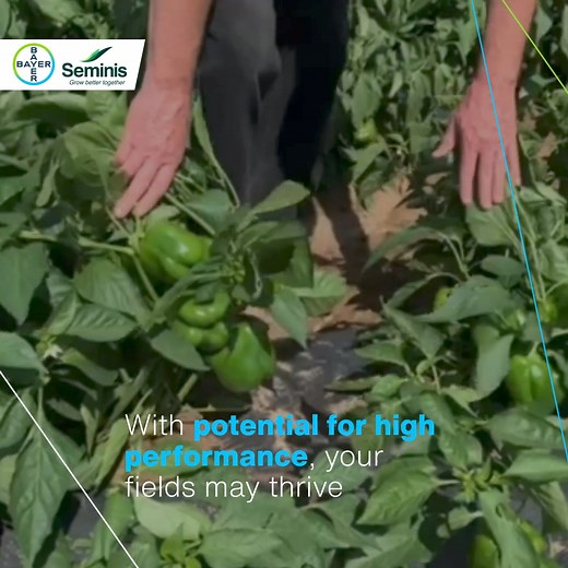 Elevate your fields with our pepper seeds. Cultivate bold flavors and vibrant colors for a harvest you'll love! #SeminisSeeds #Peppers | Seminis Vegetable Seeds - United States/Canada