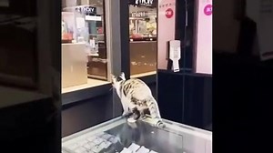 cat proofing windows