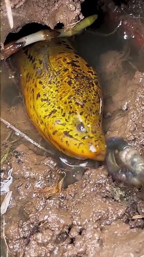 Live Asian Swamp Eels! 🐍 Traditional Catch & Farming in Action #eel #shortfeed